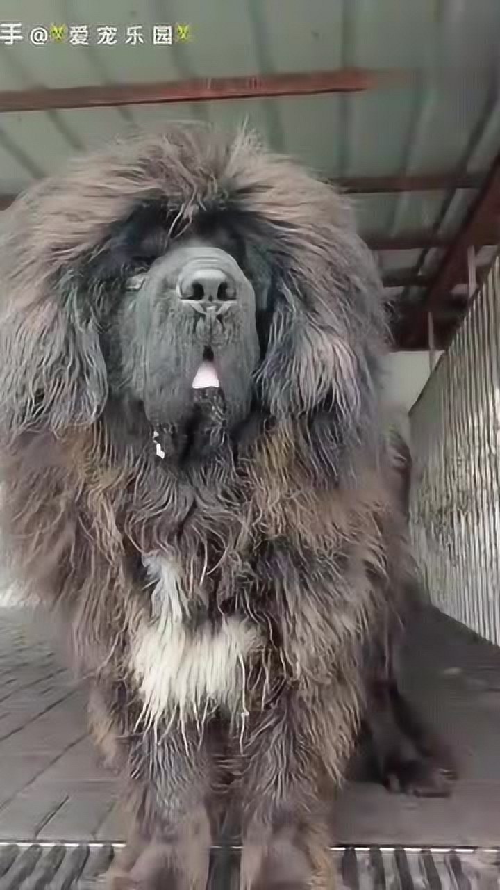 藏獒中的极品黑獒看着比狮子还威武