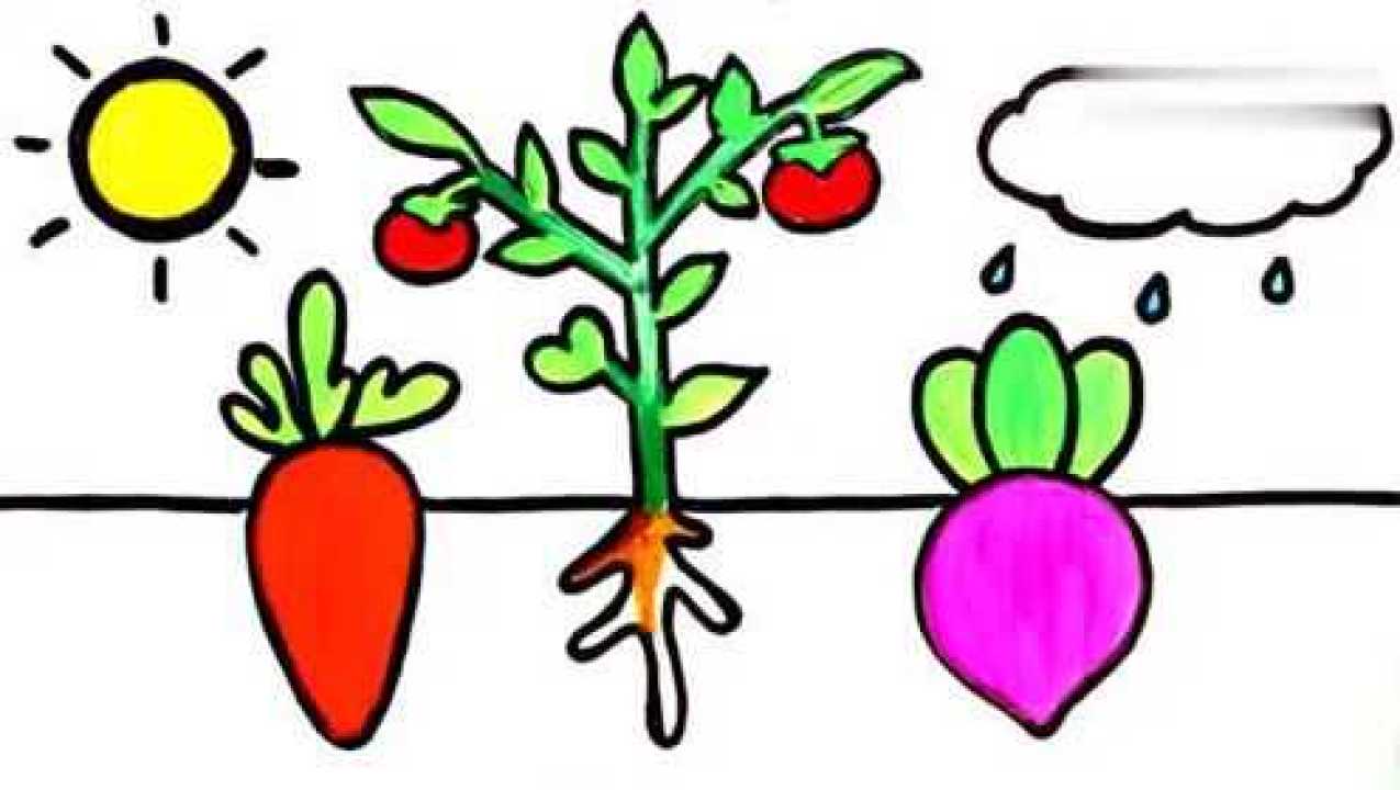 西红柿菜地简笔画图片