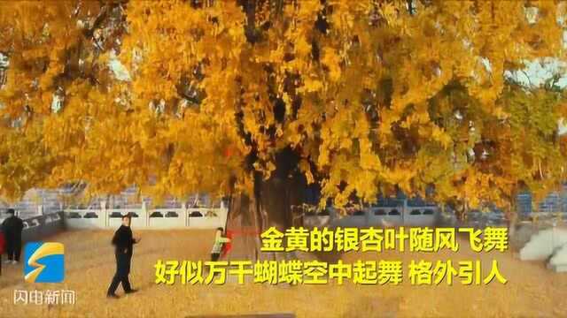 临沂有棵3000多年银杏树 杏叶飘落满地金黄