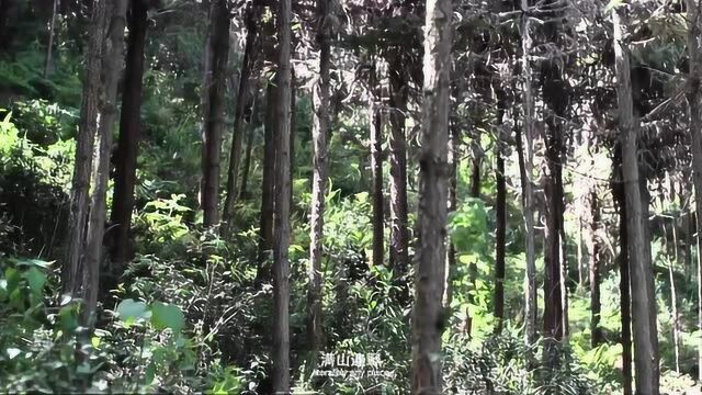 雪峰山灌木野生天目茶开天目 启智慧