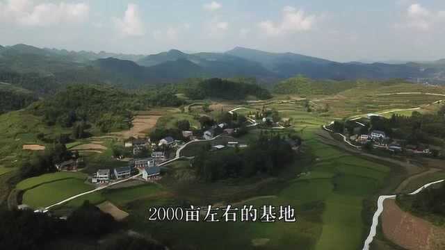 2000多年前的占城稻竟然惊现遵义