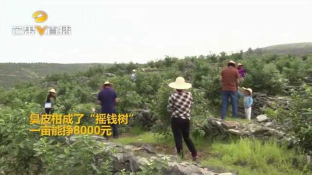 臭皮柑成了“摇钱树”?娄底建50亩种植基地 签订4410份扶贫协议