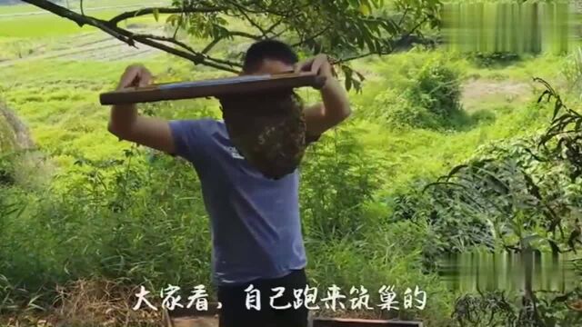 蜂巢泡酒,农村人简单实用的养生方法,功效还是很可以的