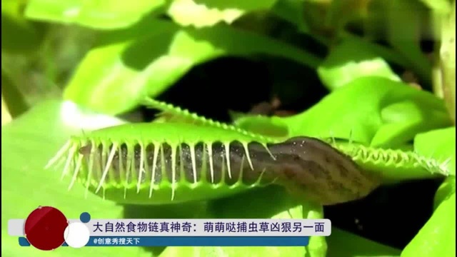 大自然食物链真神奇:萌萌哒捕虫草也有凶狠的另一面