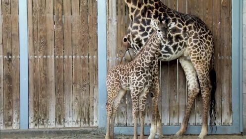 Help,Us,Name,Newest,Giraffe,Calf,