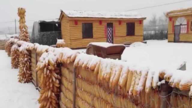 闫庄村:瑞雪广场内用10万穗玉米装饰.