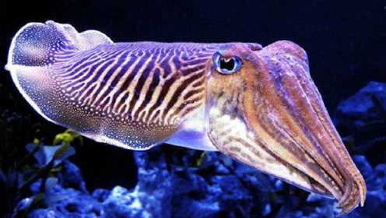 大王乌贼在遇到危险时喷墨逃跑你可曾见过