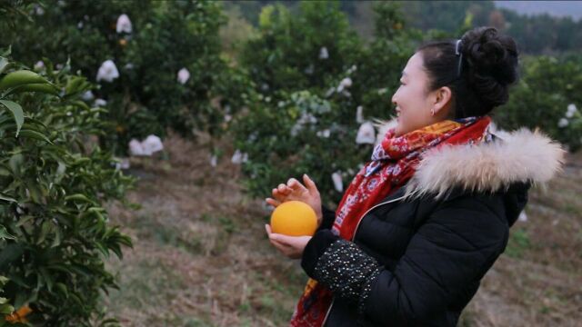 航拍阆中天宫院“圣水园柑橘产业”助力乡村农旅发展!