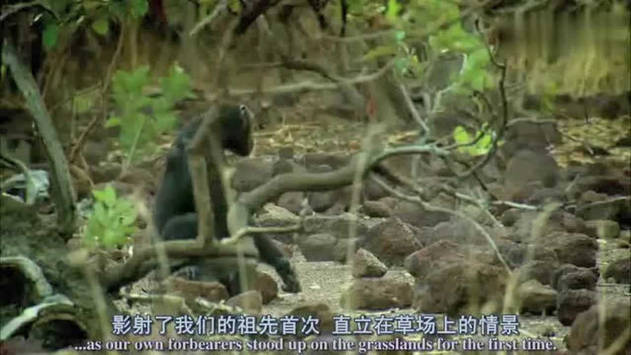 人类的进化简史:从猿类到人类_高清1080P在线观看平台_腾讯视频