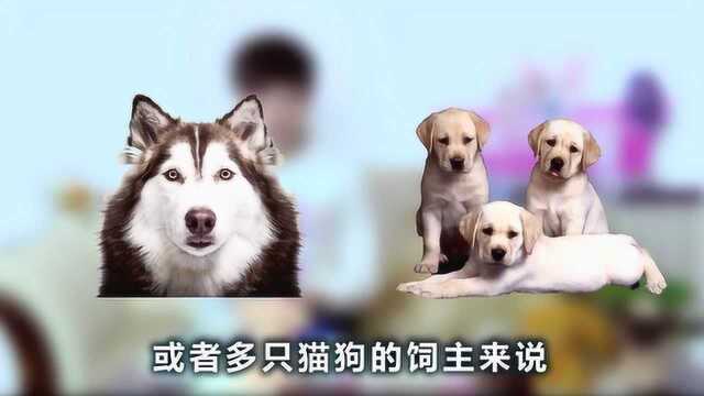 进口犬猫粮真的适合你家宠物吗?