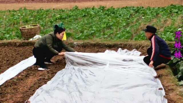 莴笋吃了20年,才发现莴笋是这样种植的,听说这样种出来更好吃吗