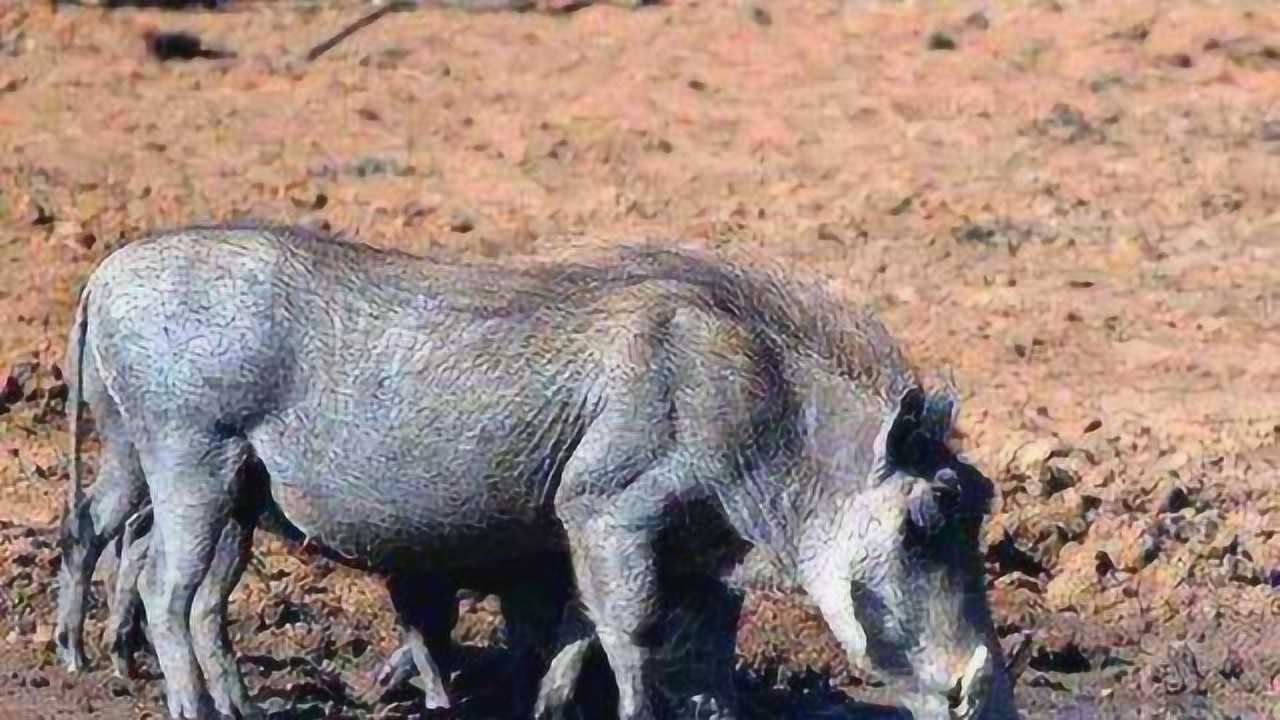 一群水牛河边喝水前面那头被鳄鱼拖下水瞬间大卸八块