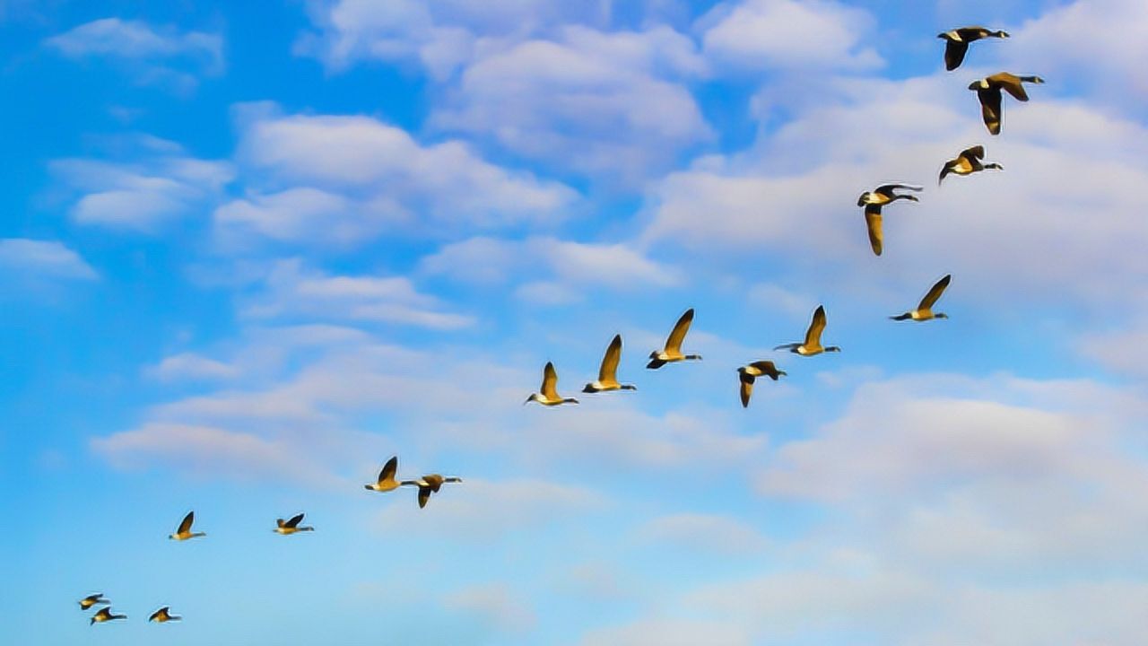 燕子每年冬天往南飞到底飞哪里去了为啥我在南方燕毛都没看到