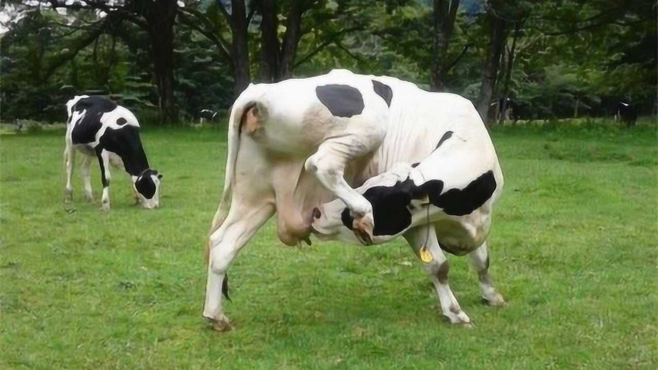 奶牛大摇大摆喝自己的奶这高难度的动作许多人这辈子都没见过