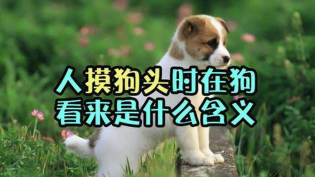 人摸狗头时,在狗狗看来是什么意思?