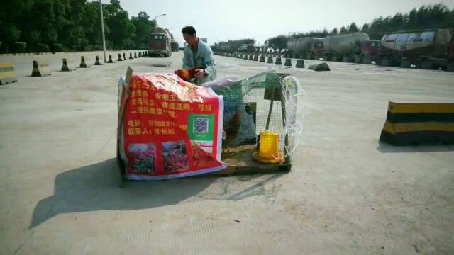 春节临近,南宁市双定镇致富路上,出现一个无人售鸡摊点.顾客自…