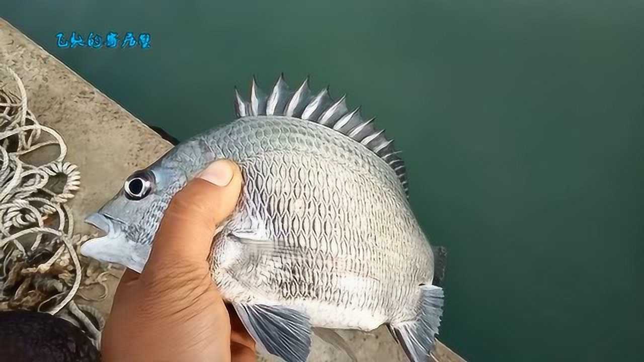海蟑螂换个钩法,码头钓鱼,大小黑鲷都来了!