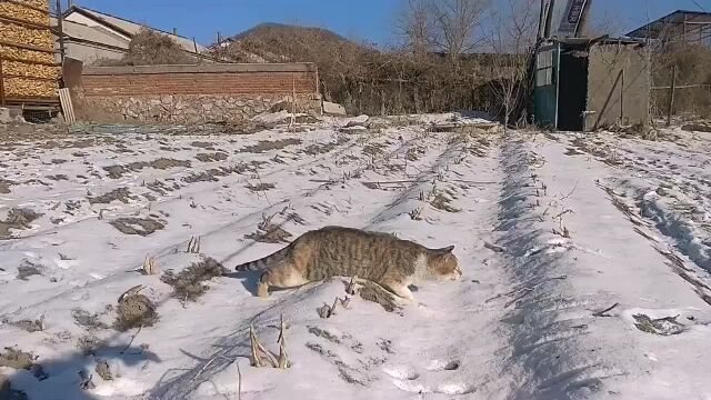 我家的猫咪都成精了!“猫侠”