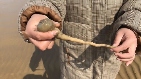 小倪新的一年第一次赶海挖海鲜，收获半米长海葵