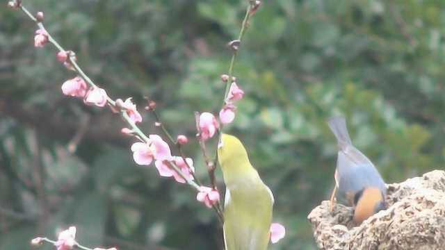 梅花林中“小老虎”枝头雀跃,引无数鸟友拍摄