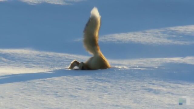 雪狐狸怎么找吃的?听力很好的它起跳直接头往下撞,抓到一只老鼠