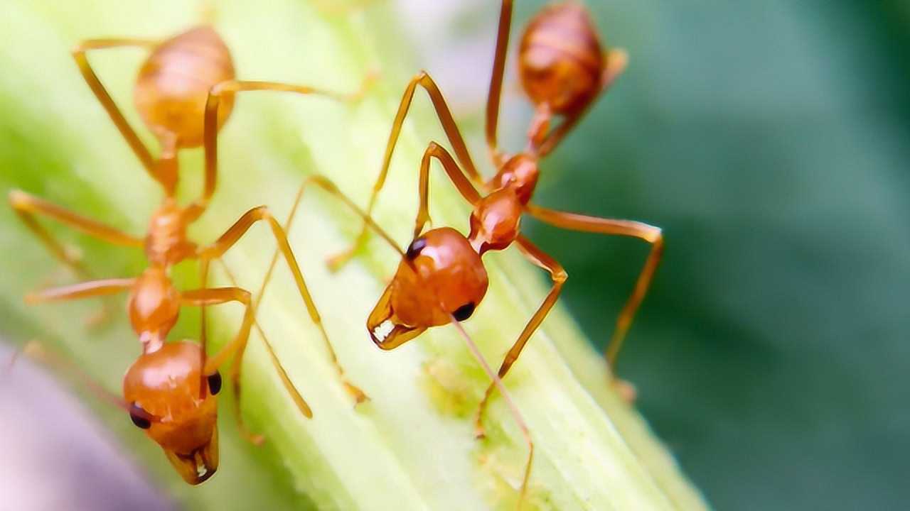 人類在螞蟻眼裡是什麼樣?三微生物二維視角,看不到人類?