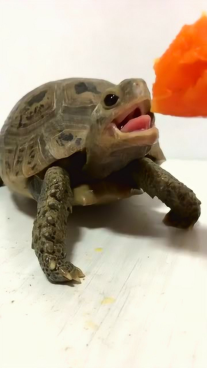 我就想问问这乌龟吃的是什么吃的也太香了吧