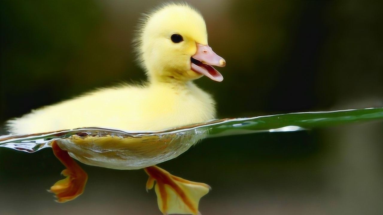 鸭子游泳时脚是怎样的镜头记录水下视角网友这么优秀吗