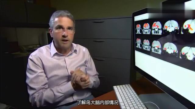 科学家通过研究乌鸦的大脑,证明乌鸦也有情感,大自然就是神奇