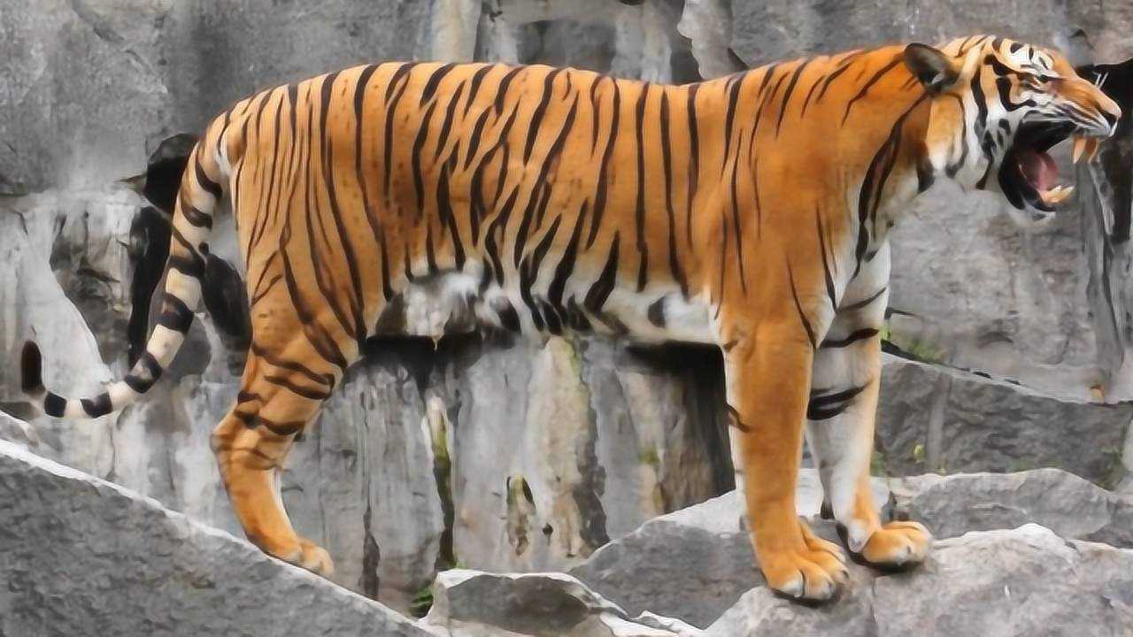 老虎咆哮声到底是怎样的近距离感受一下你就知啥叫震撼了