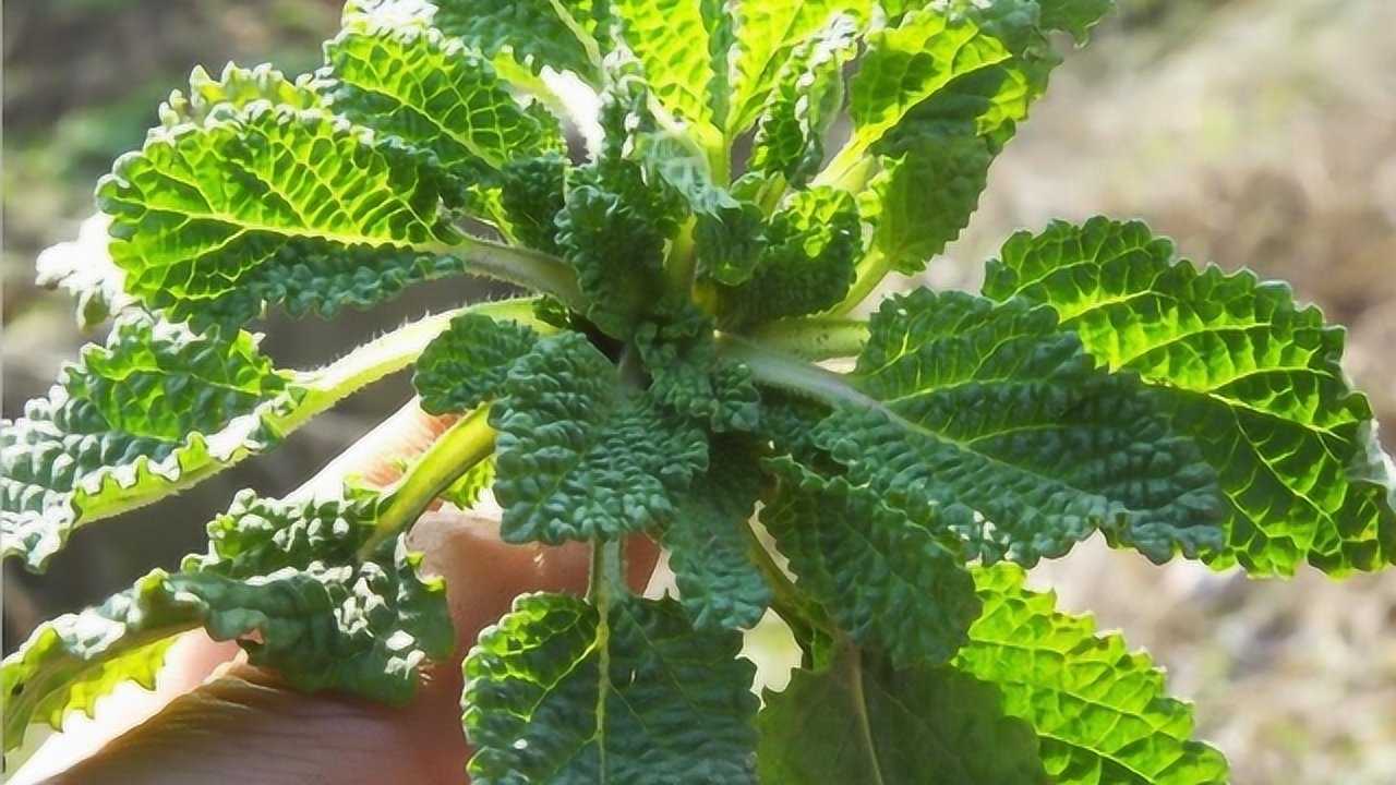 农村这种野草长满疙瘩,被称为"蟾蜍草",却是难得的宝贝!
