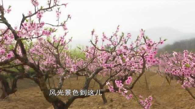 探营桃花节:“桃花经济”美了乡村富了乡亲