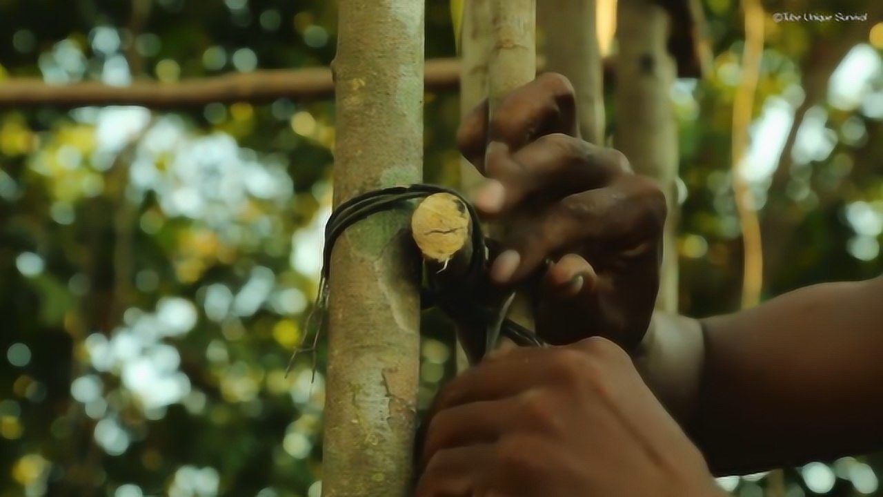 大叔在捆绑着棍子用绳子一圈一圈的缠绕着看起来很牢固