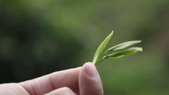 厌倦了营销管理的工作,他回山里做起了谷雨茶