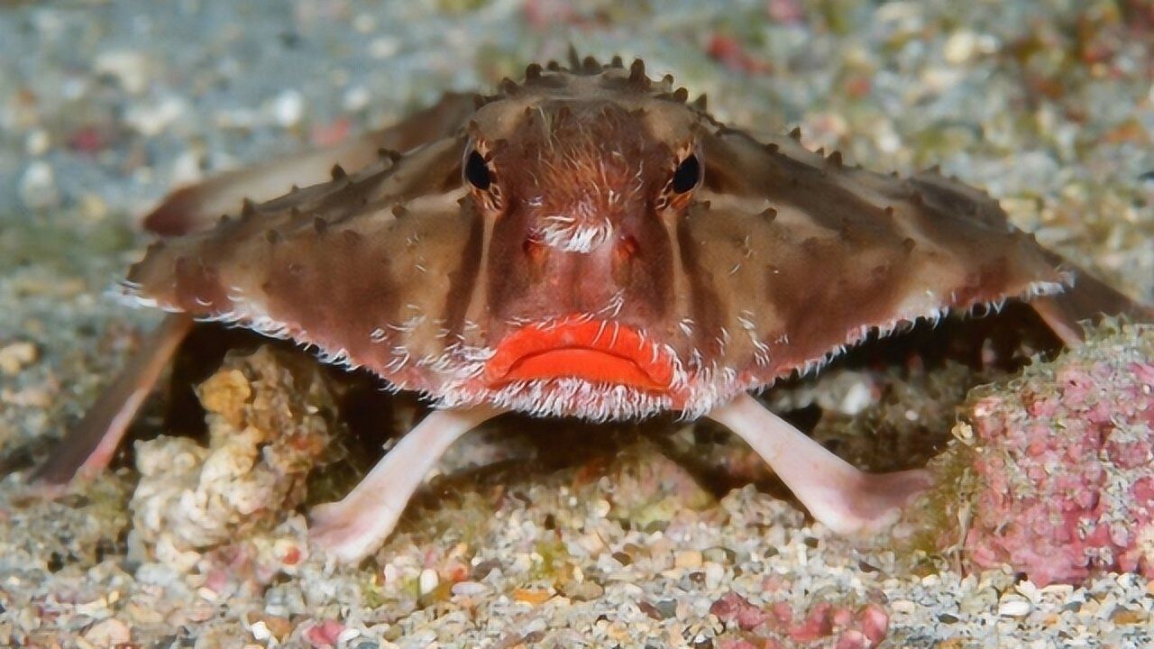 小伙钓到奇丑怪鱼,嘴唇自带口红!果断带回家养着!