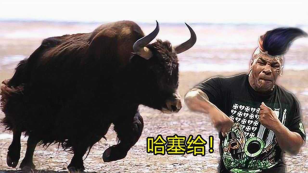 泰森一拳打死牛不是传闻重拳高达800公斤不戴拳套把牛打个窟窿