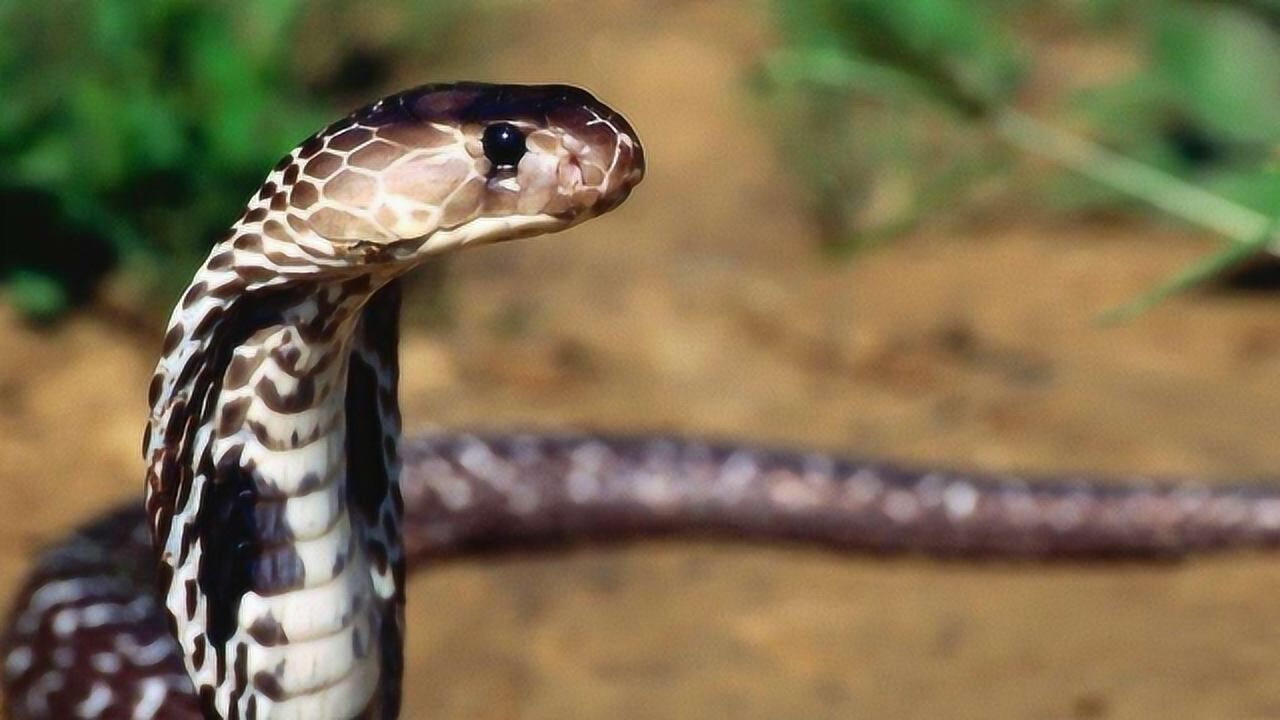 员工宿舍内惊现眼镜王蛇02抓到后工人请求煮了吃 网友:这很广东人