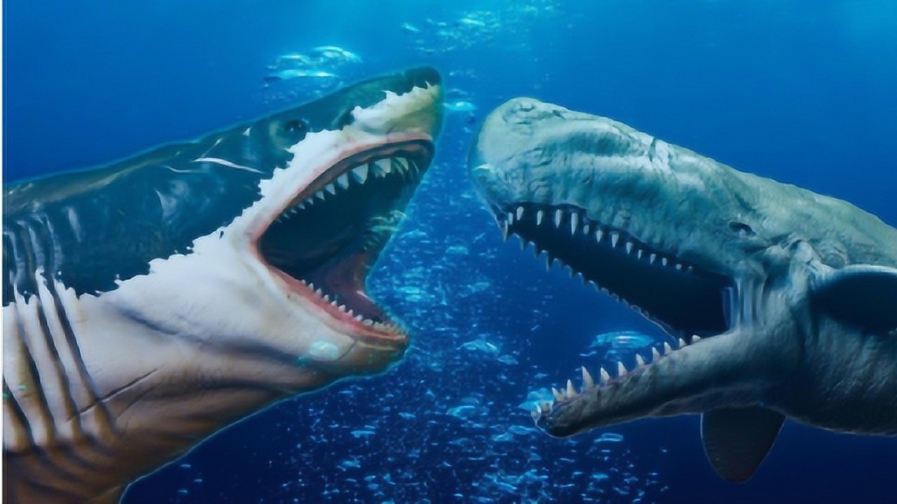 深海霸主的较量,虎鲸vs虎鲨,到底谁更虎?