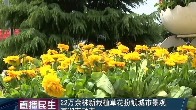 22万余株新栽植草花扮靓保定城市景观 喜迎劳动节