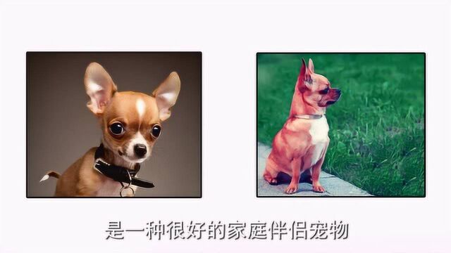 适合家养的小型犬有哪些