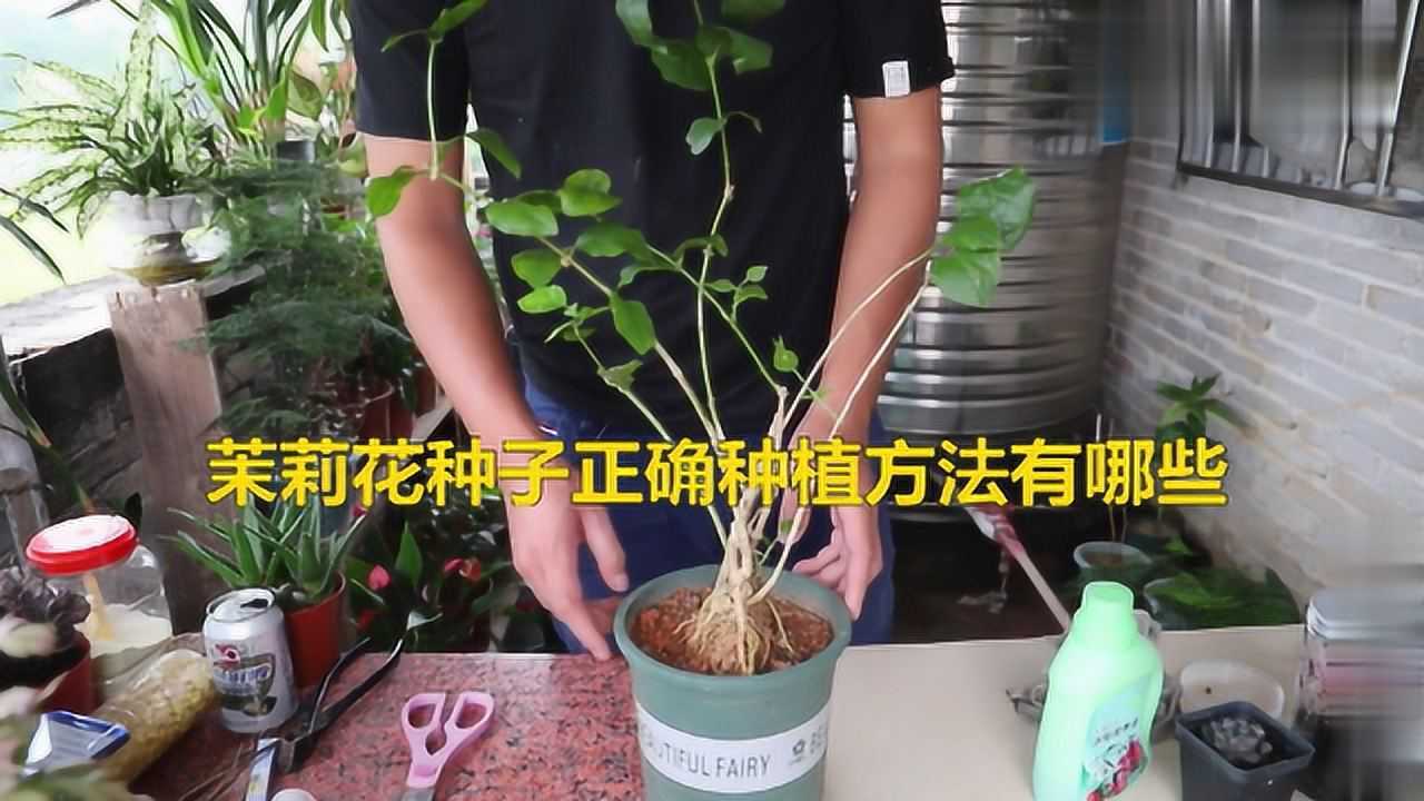 种茉莉花种子步骤图片