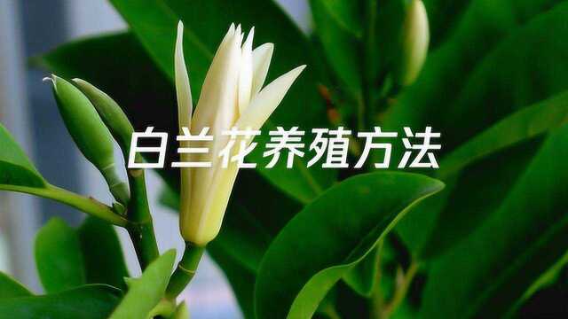 白兰花养殖方法,白兰花怎么养