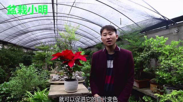 盆栽小明:一品红的种植及养护方法!