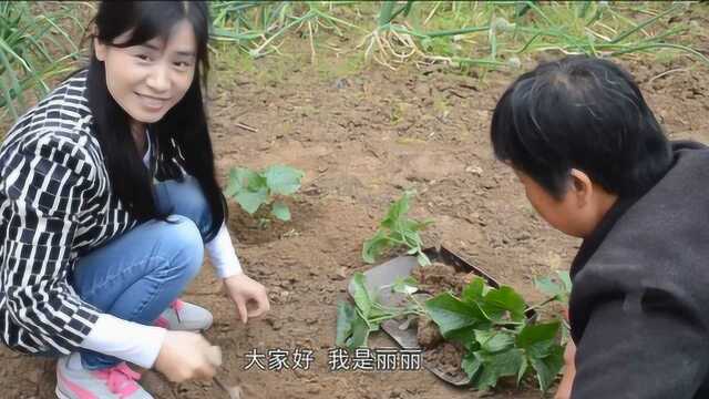 雨前,咸阳农村女子和妈妈移栽黄瓜苗子,田园风光特别美