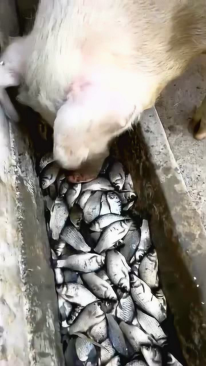 活了20年才知道猪竟然会吃鱼,难怪"鱼香肉丝"会这么好吃