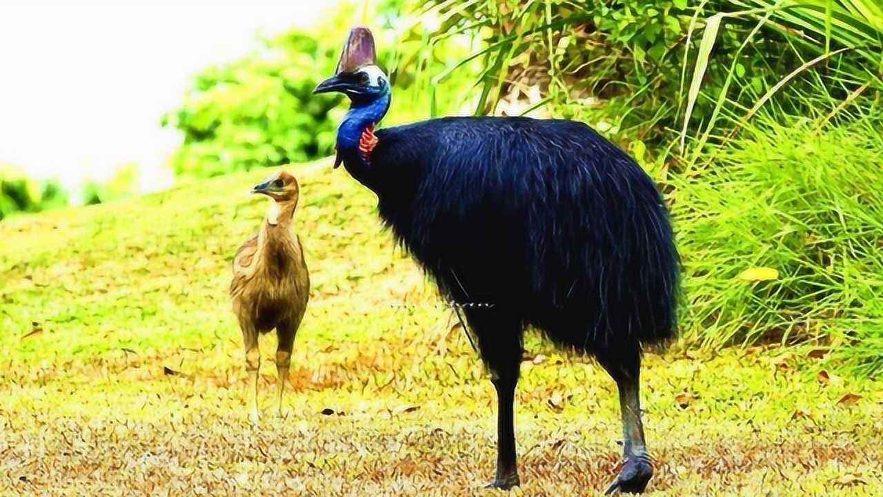 曾和恐龙同一时代凶狠程度远超大猫的巨型鸟鹤鸵你了解多少