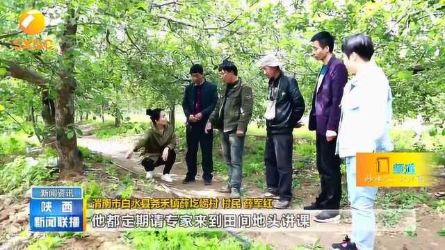 渭南白水:果园“三托管”生产大变革,土地不流转也能建基地