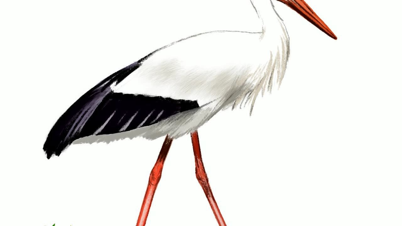 教你绘画白鹳