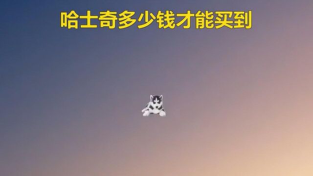 哈士奇幼犬的价格是多少