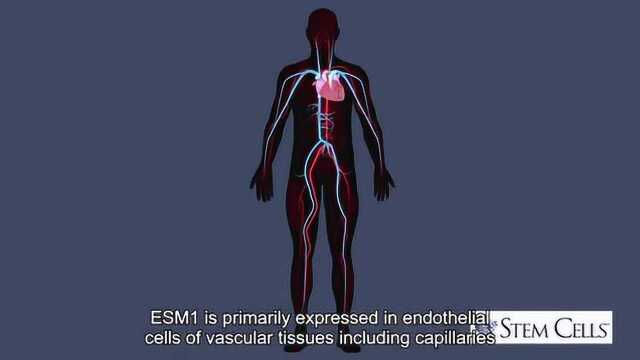 Wiley Video Abstract ESM1